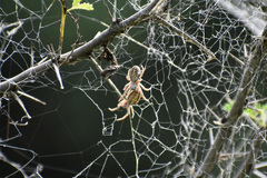 Stegodyphus sarasinorum