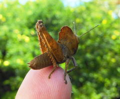 Abisares viridipennis