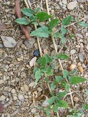 Boerhavia repens repens