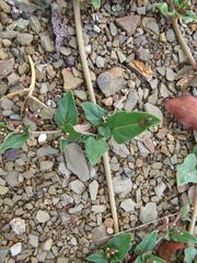 Boerhavia repens repens