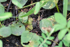Lycosidae