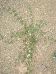 Boerhavia repens repens