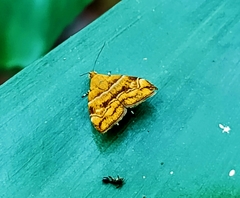 Choreutis trigoides