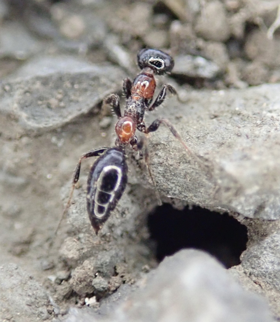 Methocha articulata