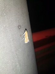 Elophila turbata