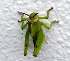 Abisares viridipennis