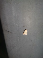Elophila turbata