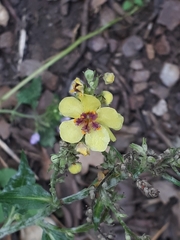 Verbascum chaixii