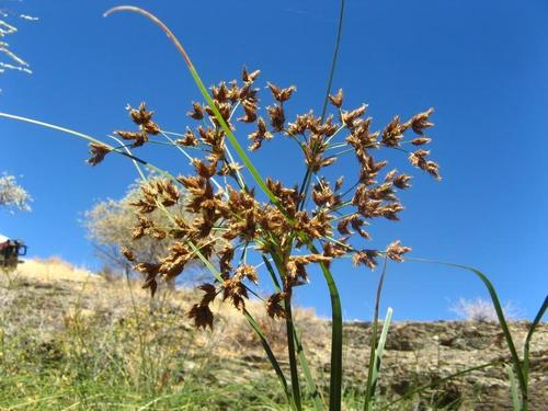 Bolboschoenus nobilis image