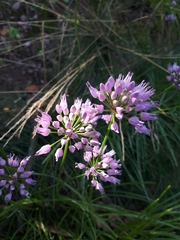 Allium angulosum