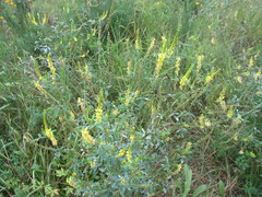 Melilotus suaveolens