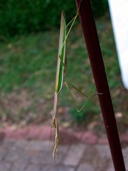 Tenodera superstitiosa