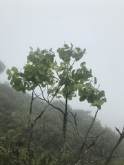 Cheirodendron platyphyllum