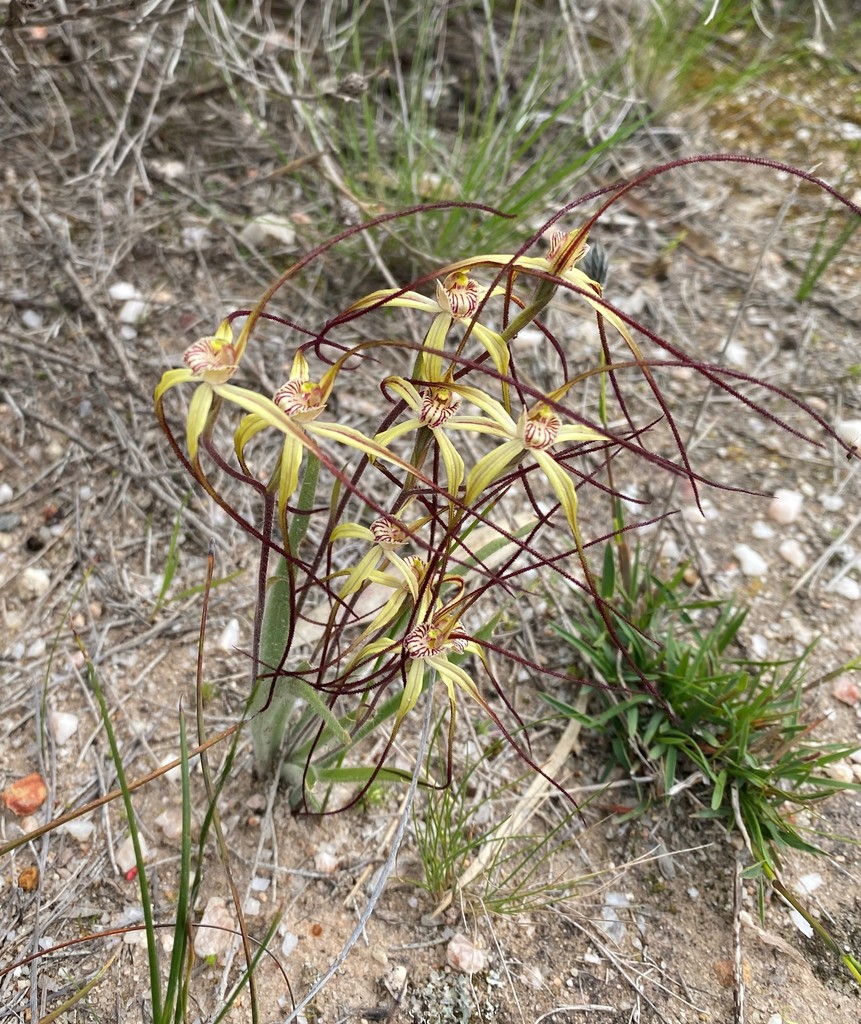 Caladenia dimidia