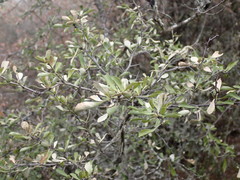 Gymnosporia polyacantha