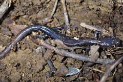 Plethodon ouachitae