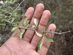 Gymnosporia polyacantha