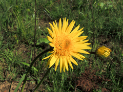 Berkheya speciosa ovata