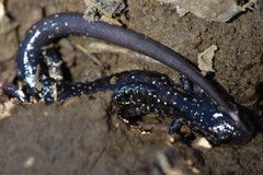 Plethodon ouachitae