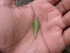 Gymnosporia polyacantha