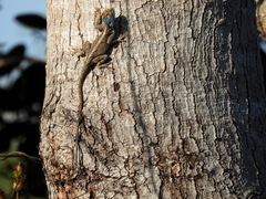 Agama mossambica