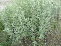 Artemisia leucophylla