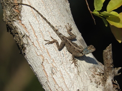 Agama mossambica