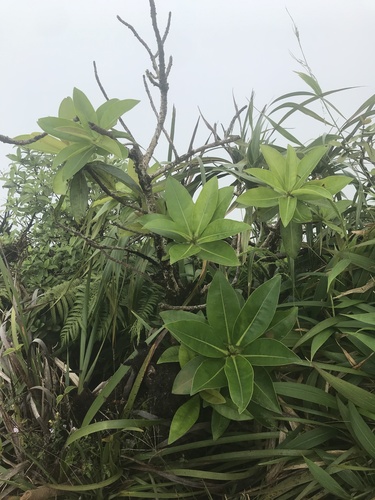 Myrsine degeneri observed 2021-08-21