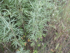 Artemisia leucophylla