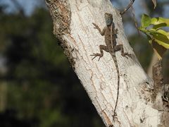 Agama mossambica