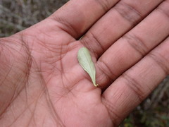Gymnosporia polyacantha
