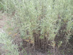 Artemisia leucophylla