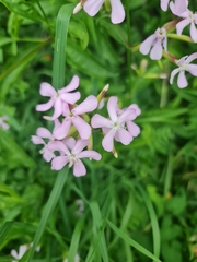 Saponaria officinalis