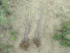 Artemisia leucophylla