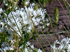 Dischisma ciliatum ciliatum