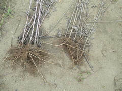 Artemisia leucophylla
