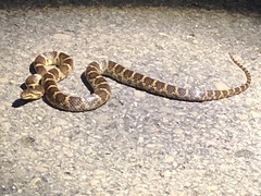 Lycodon rufozonatus walli