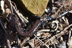 Plethodon ouachitae