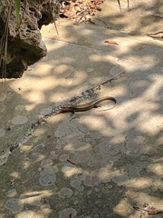 Plestiodon kishinouyei