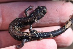 Plethodon ouachitae