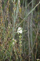 Gomphostigma virgatum