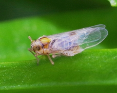 Laodelphax striatella