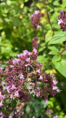 Eristalis tenax