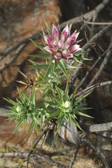 Macledium relhanioides