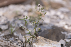 Chaenorhinum
