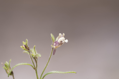 Chaenorhinum