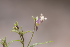 Chaenorhinum
