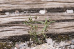 Chaenorhinum