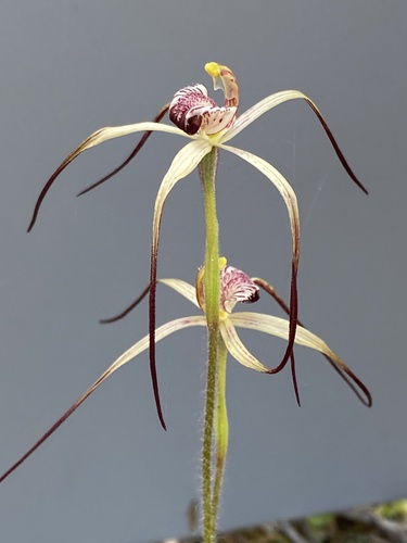 Image of Caladenia radialis by (c) John Van Den Nouwelant, some rights reserved (CC BY)