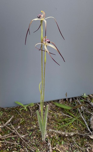 Image of Caladenia radialis by (c) John Van Den Nouwelant, some rights reserved (CC BY)